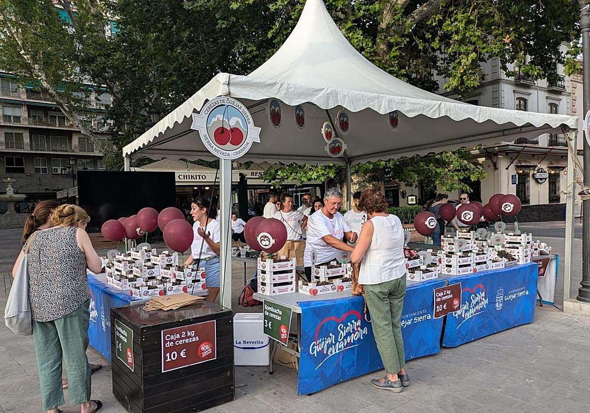 El oro rojo de Güéjar Sierra ha desembarcado este jueves en la Fuente de las Batallas.