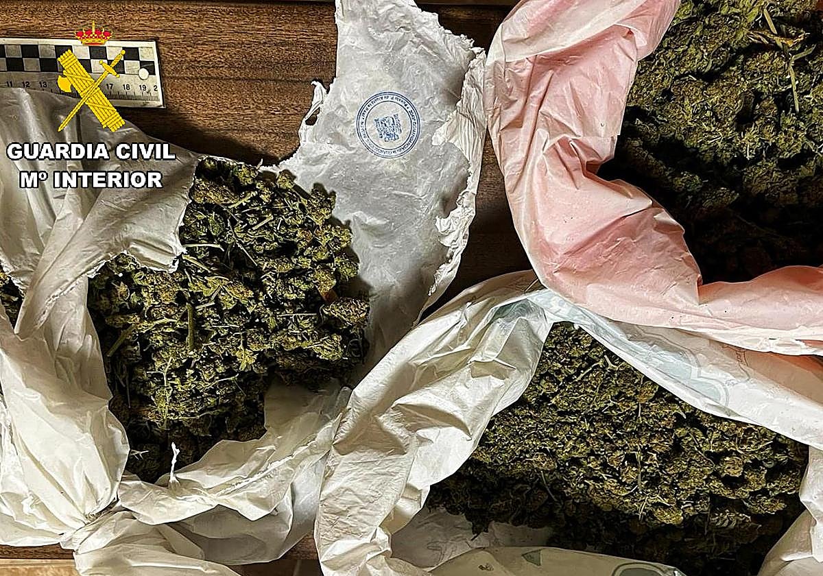 Los cogollos de marihuana incautados