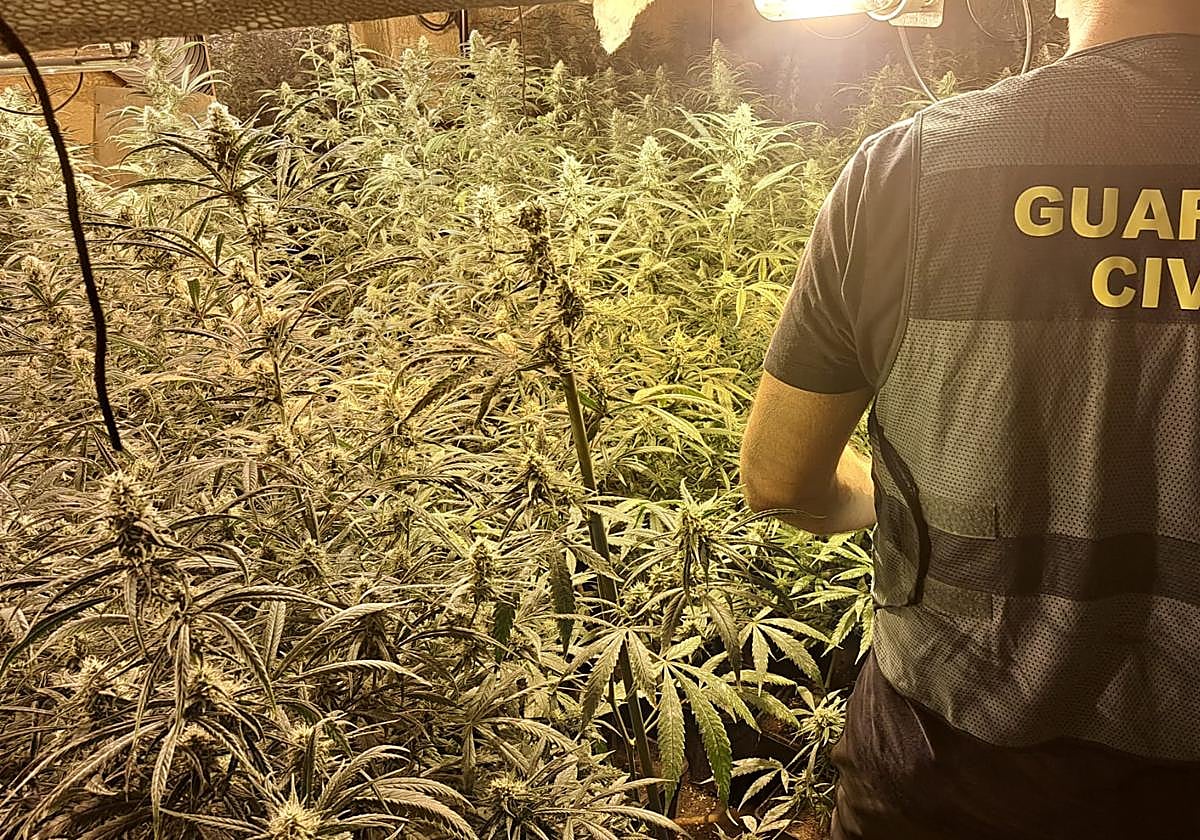 Marihuana encontrada.