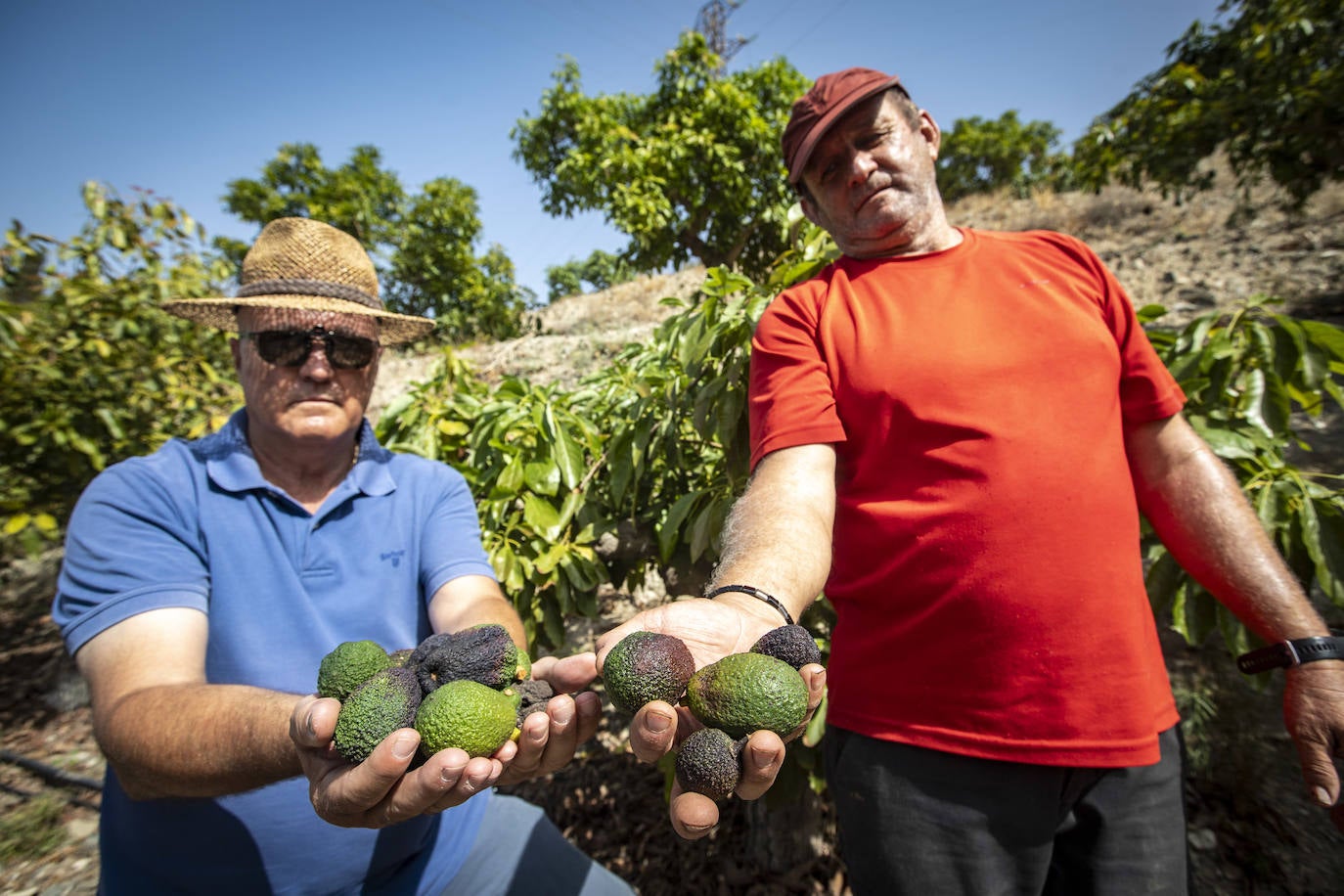 La Costa pierde un 90% de la producción de mango y aguacate tras encadenar un lustro «ruinoso»