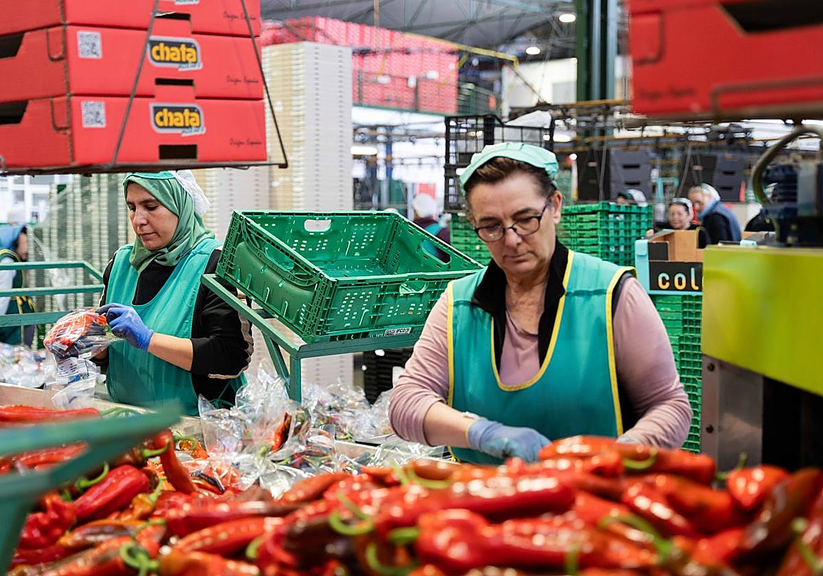 La almeriense Agroejido factura el 70% de sus ventas en mercados europeos y crece un 50% en cuatro años