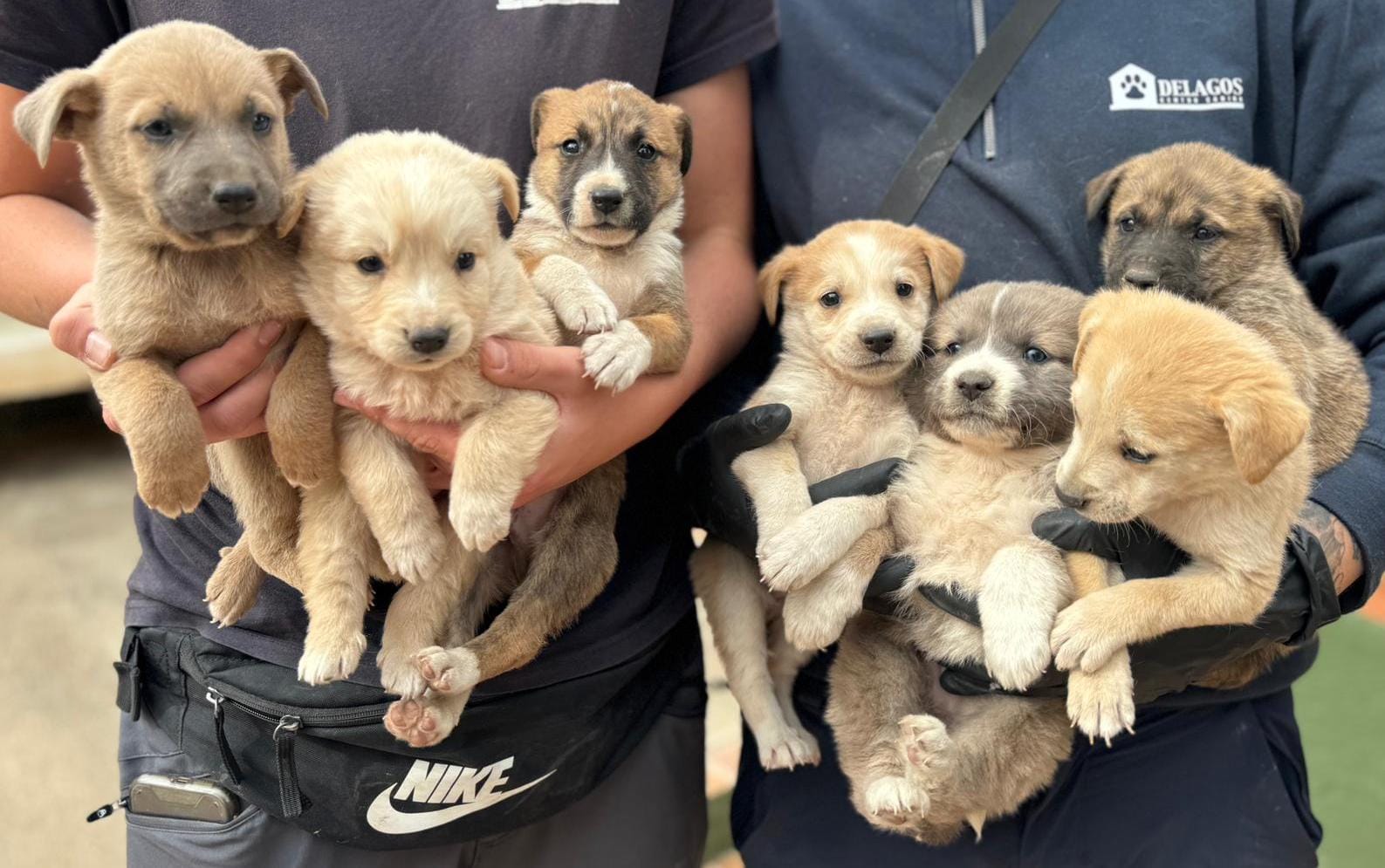 Los siete cachorros el día del rescate, en brazos de los técnicos del centro canino.