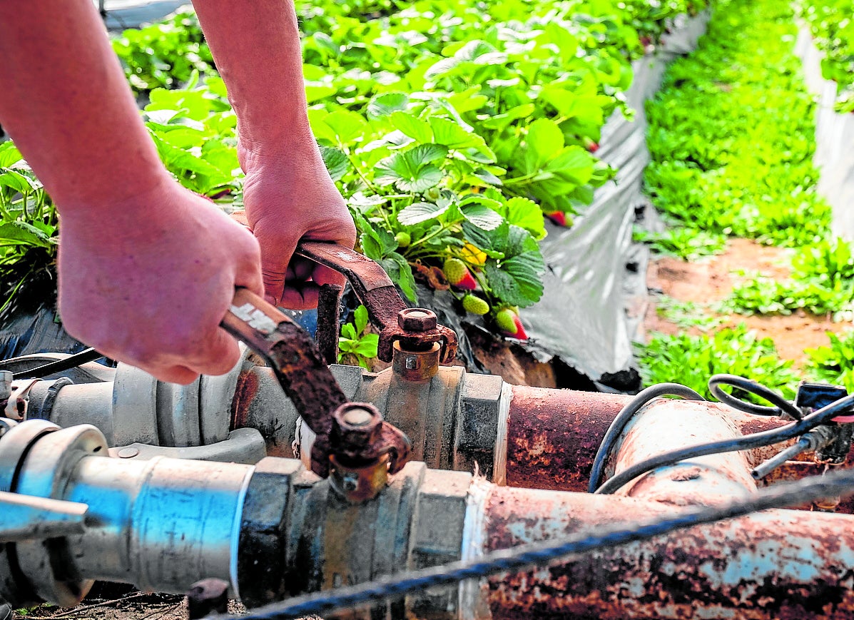 Explotación de fresas en el entorno de Doñana.