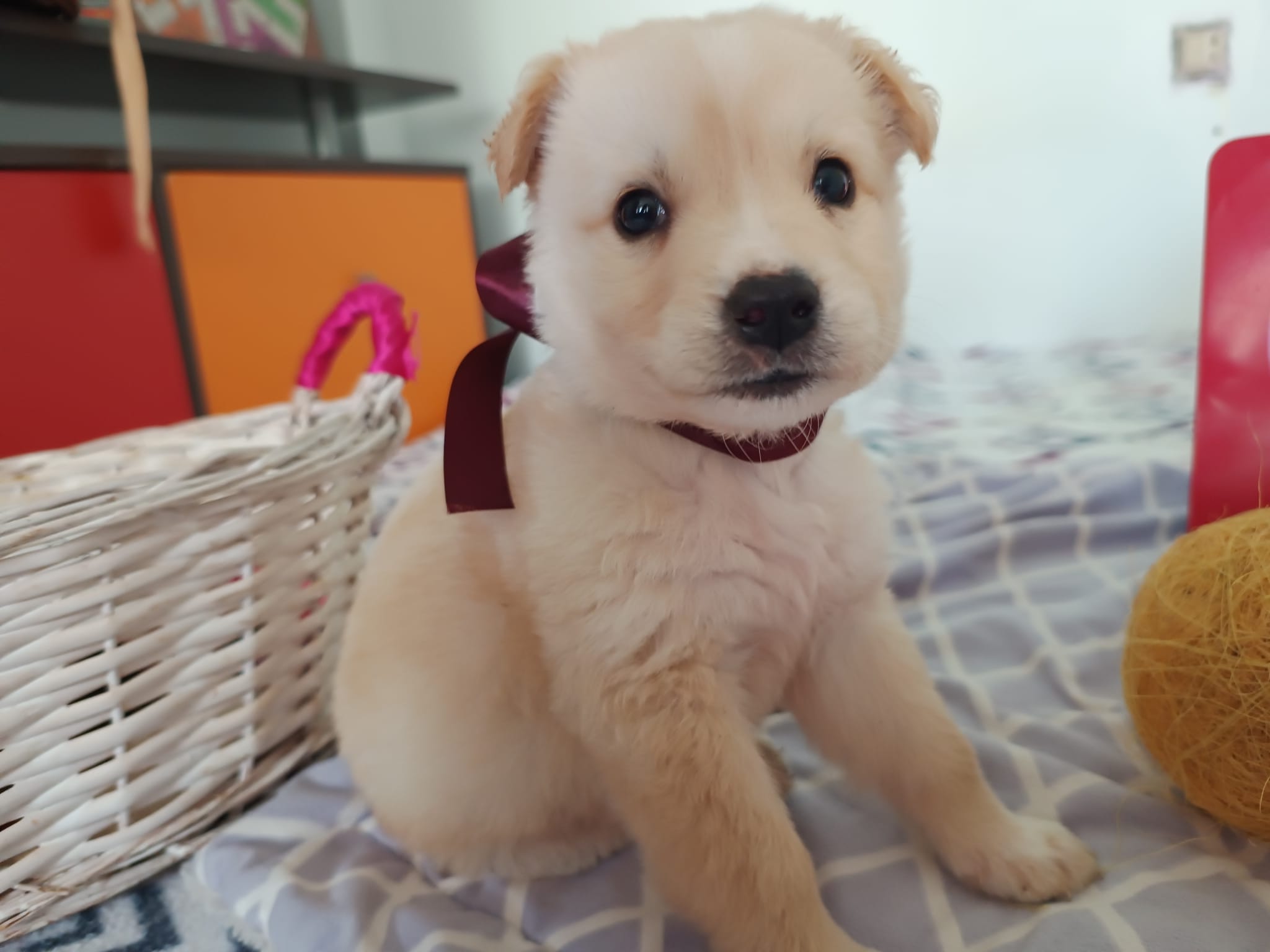 Uno de los cachorros, en su casa de acogida de Las Gabias.