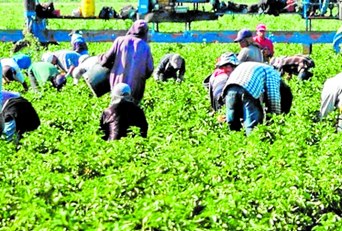 Inmigrantes trabajando en el campo andaluz, uno de los sectores que más empleo genera en este colectivo.