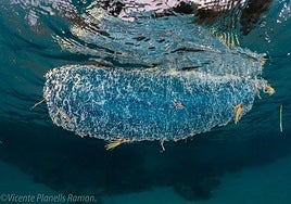 Puesta de huevos de calamar diamante.