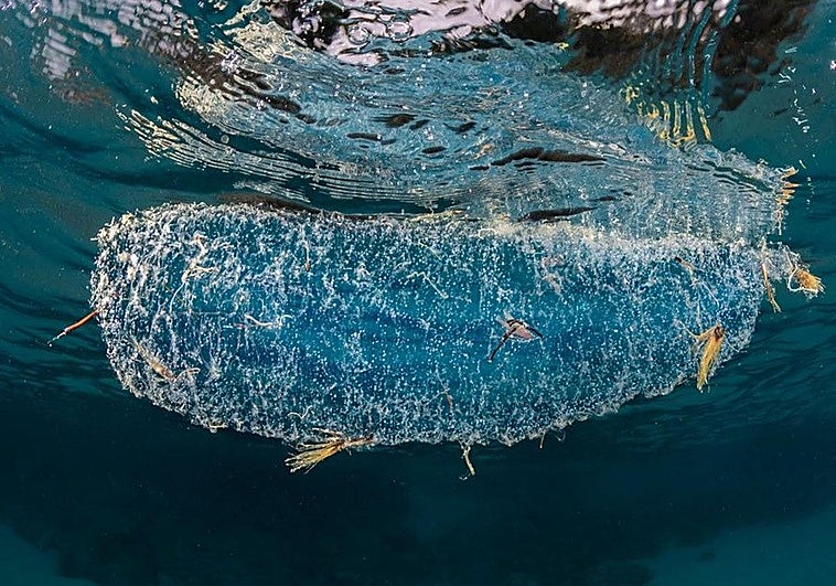 Puesta de huevos de calamar diamante.