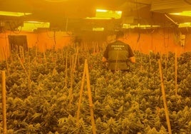 Un agente de la Guardia Civil, en una plantación de marihuana.