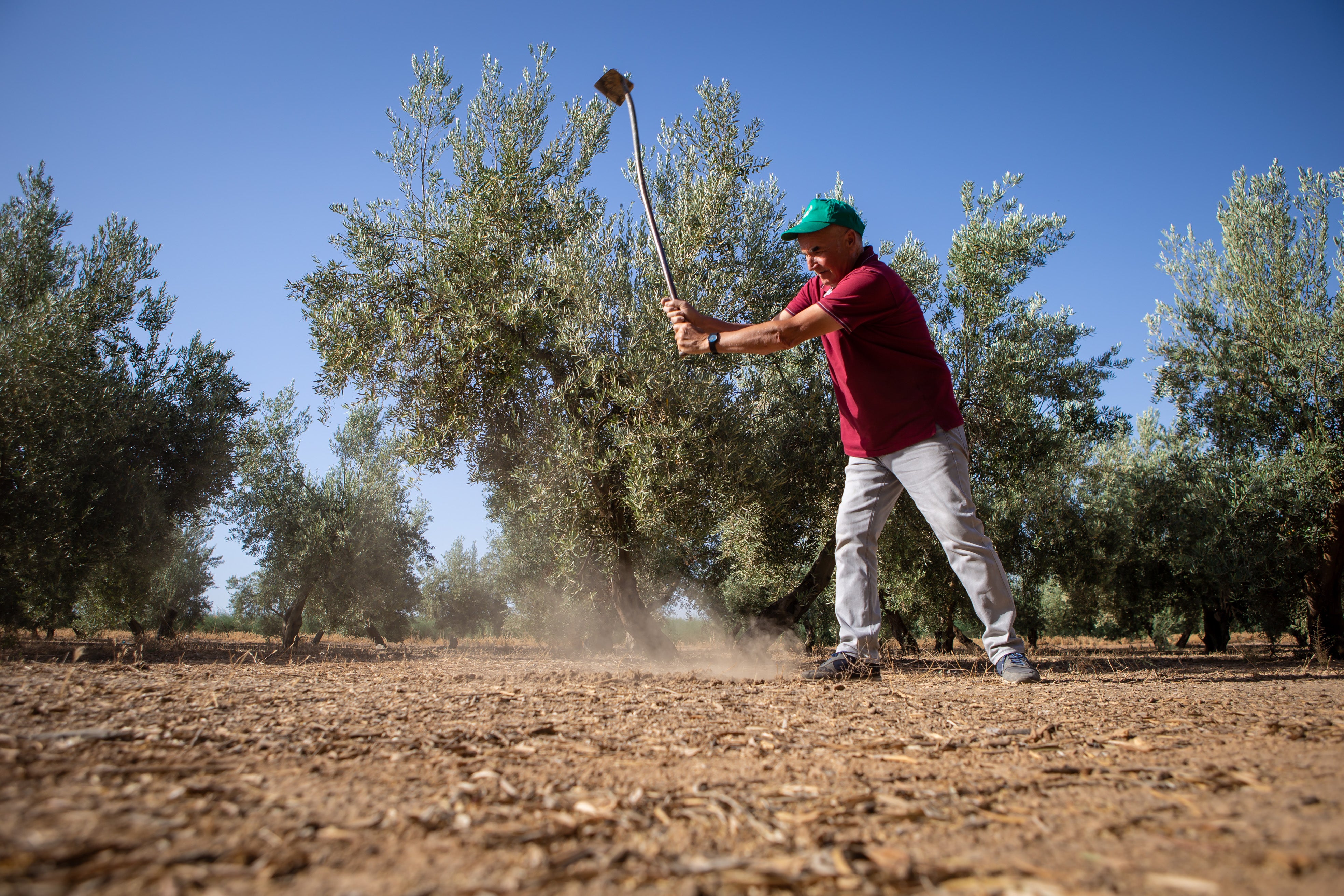 Trabajos en una finca de olivar.