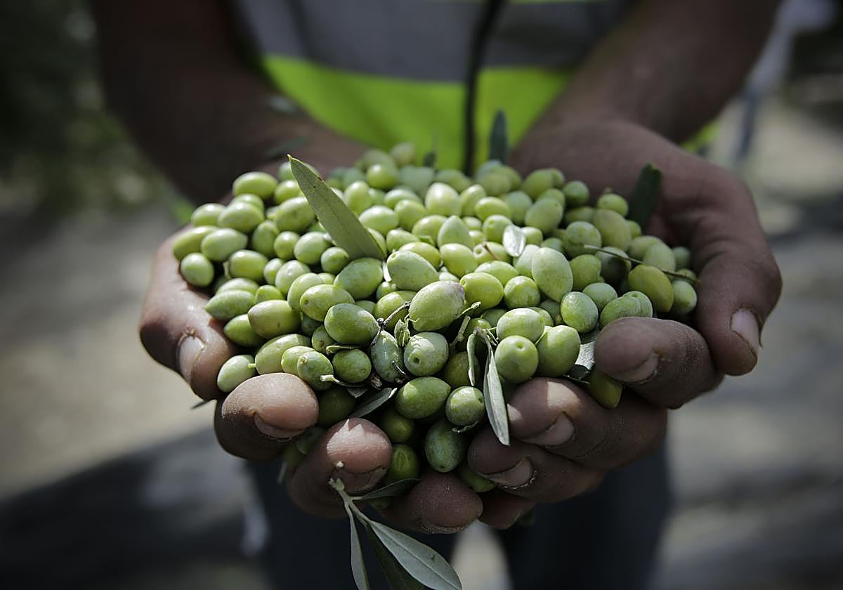 Un agricultor sostiene en sus manos un puñado de aceitunes.