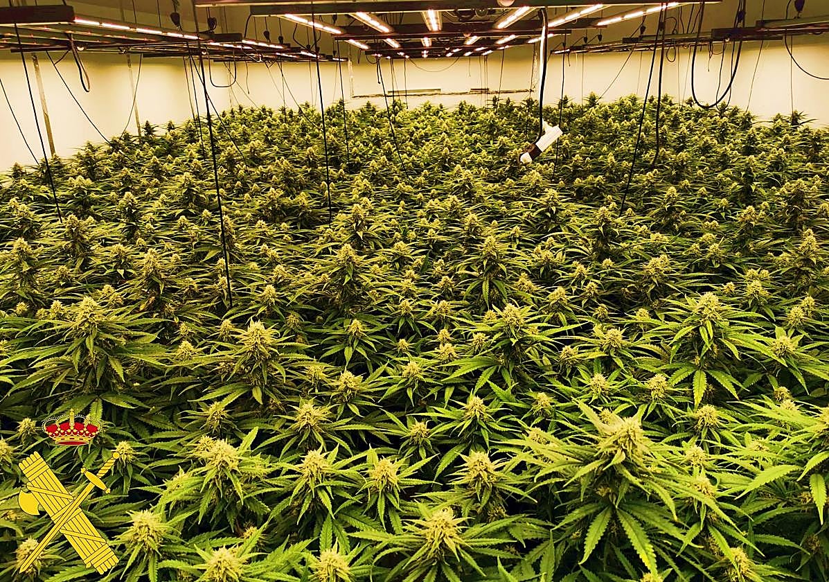 La Guardia Civil interviene 2.248 plantas de marihuana en La Puebla de Vícar y detiene a tres personas 