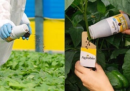Agrobío apuesta por ORIcontrolCold como la solución biológica contra Thrips en invernadero y semillero