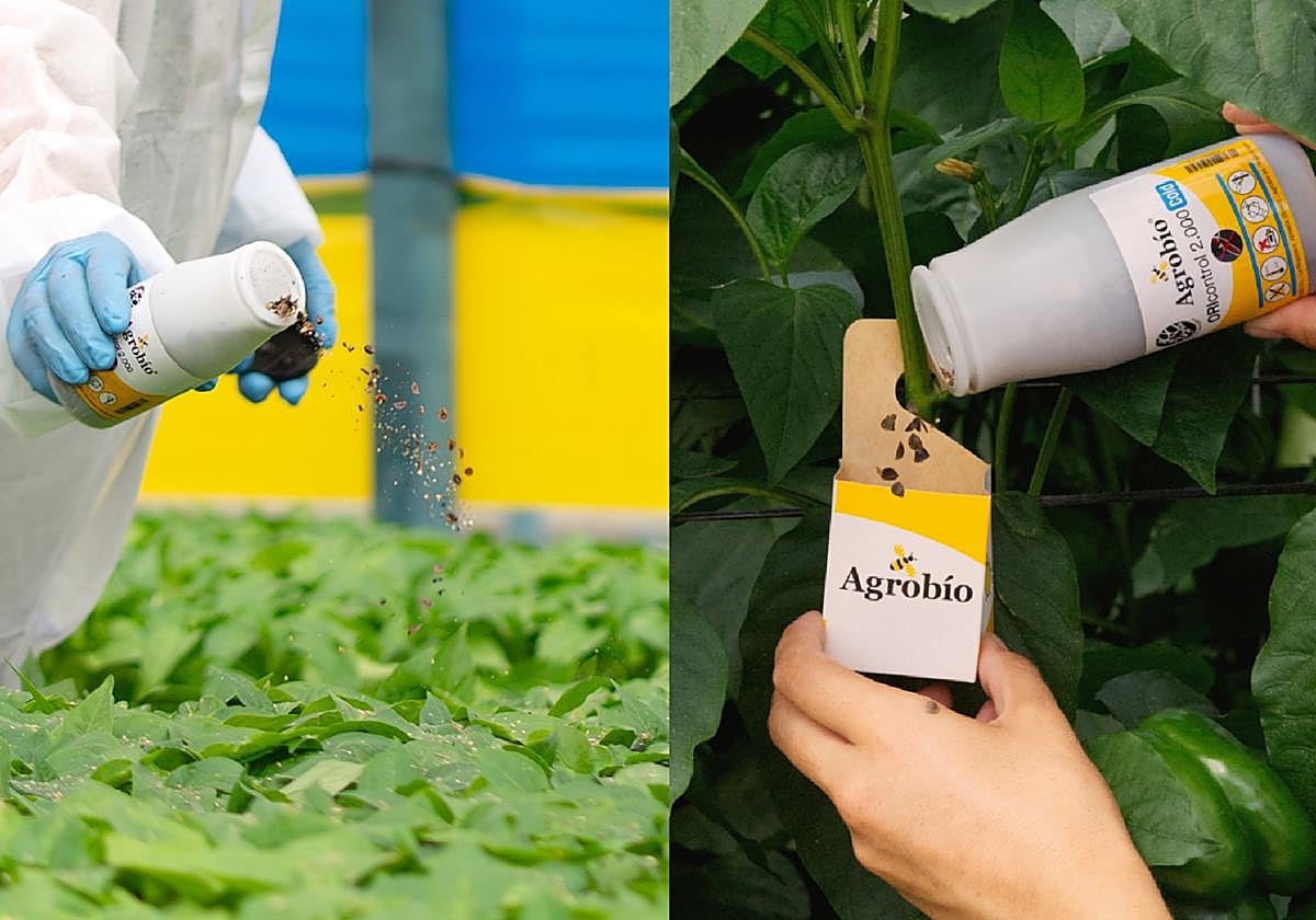 Agrobío apuesta por ORIcontrolCold como la solución biológica contra Thrips en invernadero y semillero