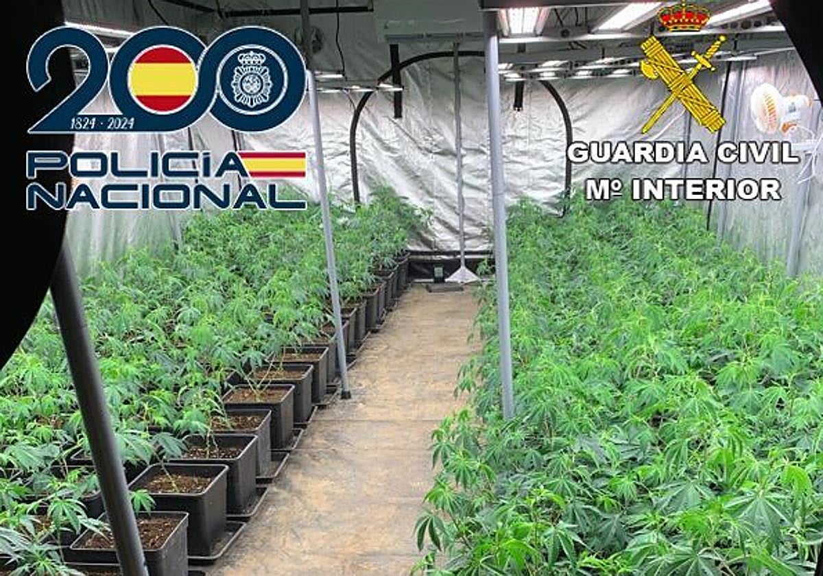 Cultivo de marihuana indoor en Maracena.