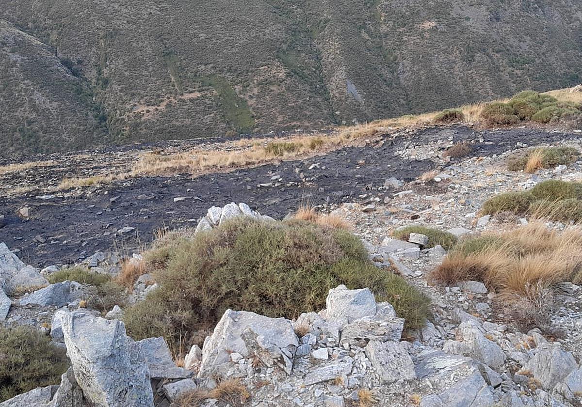 Zona afectada por el fuego en la Loma de Dílar este viernes