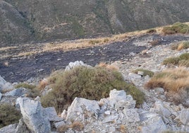 Zona afectada por el fuego en la Loma de Dílar este viernes