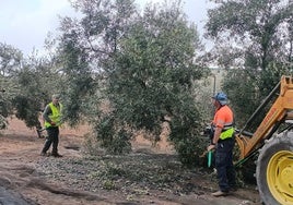 El paro baja en 235 personas en agosto en Almería por el inicio de la campaña agrícola