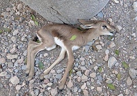 Una gacela fallecida tras el festival.