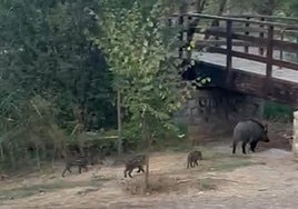 Familia de jabalíes vista en la Fuente de la Bicha.
