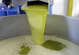 El precio del aceite de oliva se reducirá a la mitad en 2025 si se da este motivo.