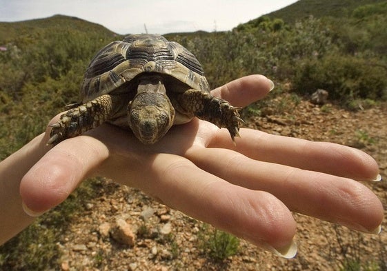 Imagen de archivo de una tortuga mora devuelta a su entorno natural.