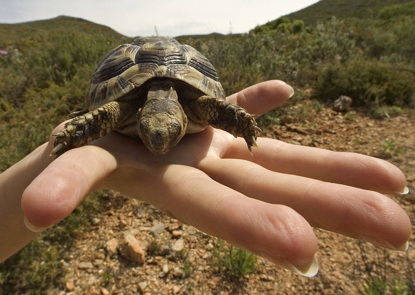 Imagen de archivo de una tortuga mora devuelta a su entorno natural.