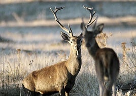 Pareja de ciervos en una imagen de archivo