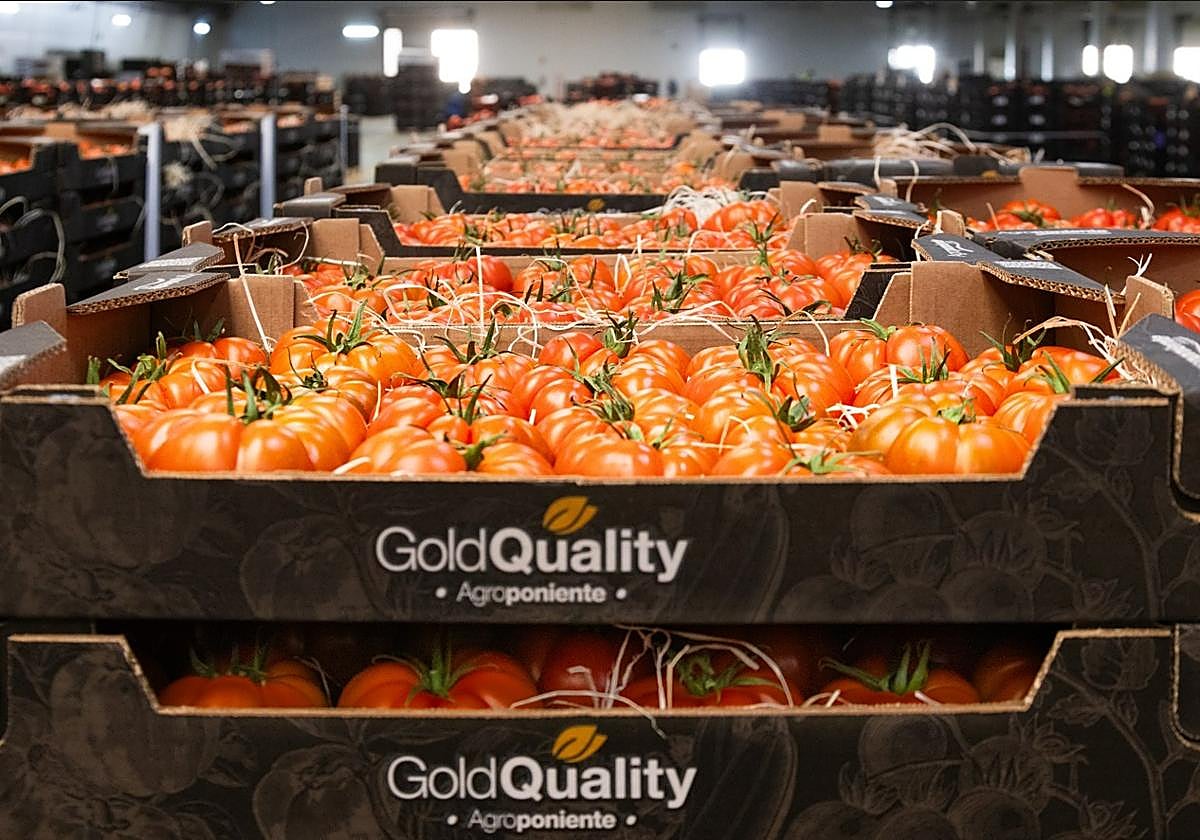La comercialización del tomate lidera el crecimiento.