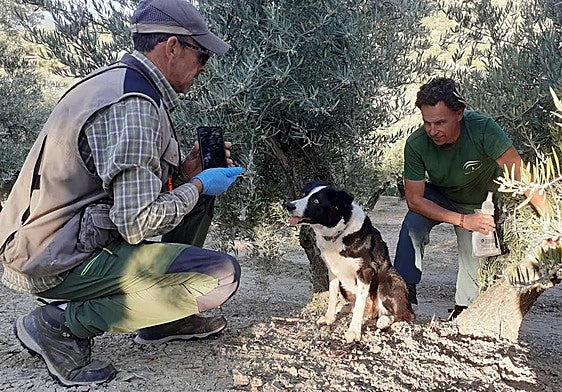 Adiestramiento de uno de los cuatro integrantes de la unidad canina especializada.