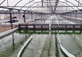 Biorizon mostrará en Fruit Attraction nuevas estrategias para el control de estrés térmico