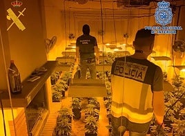 Policía Nacional y Guardia Civil Intervienen 2157 Plantas De Cannabis En Atarfe.