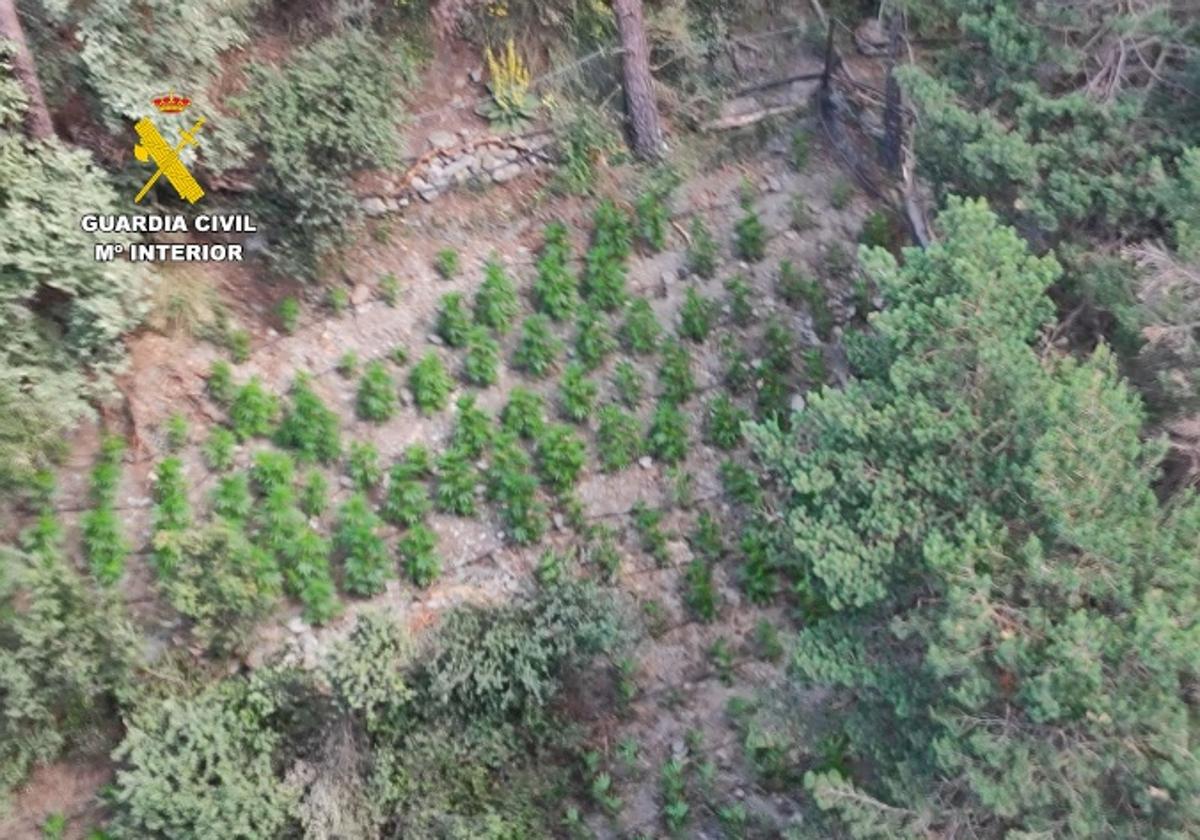 Plantación de marihuana descubierta en Cáñar.