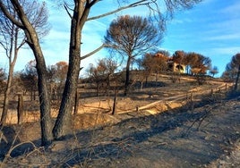 Zona calcinada en agosto en la Sierra de Andújar.