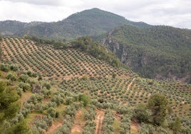 Imagen de un olivar de Montaña Sierra de Segura