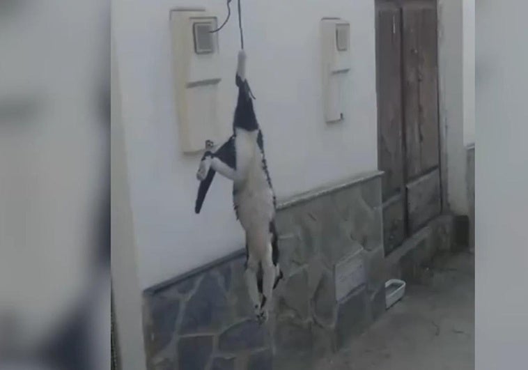 Gato asesinado en Aldeire.