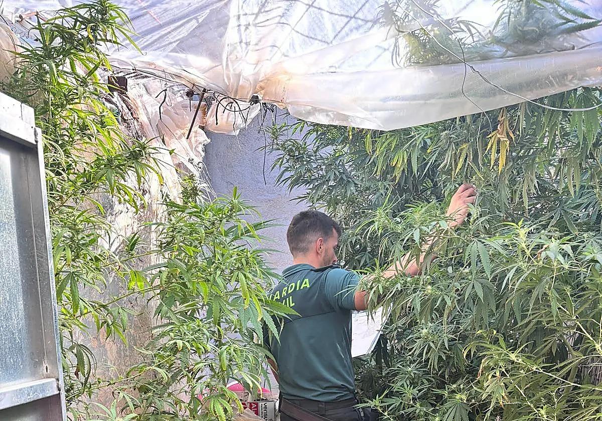 Otra plantación de marihuana incautada en Zújar la pasada semana.
