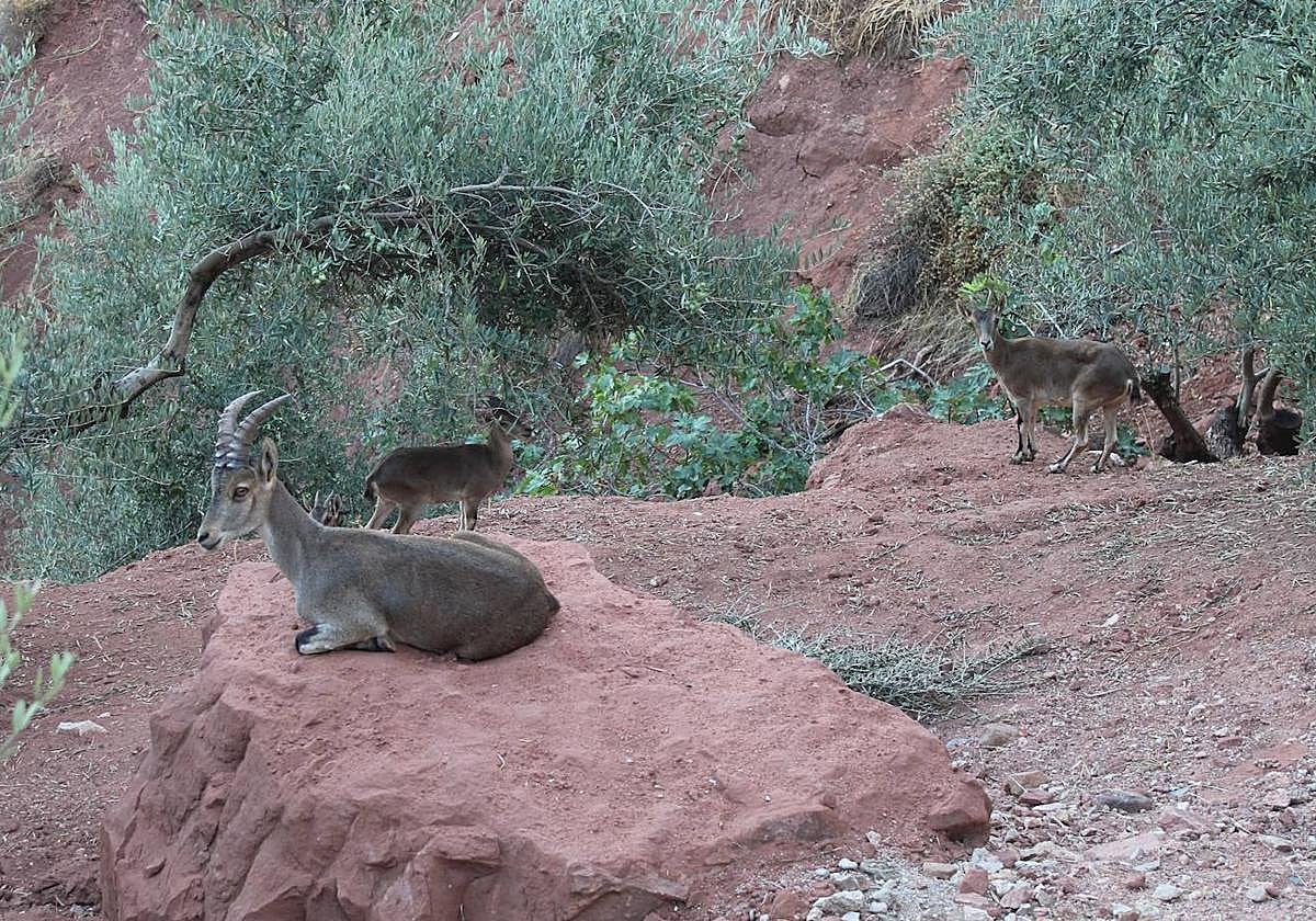 Un grupo de cabras, cercanas al término poblacional.