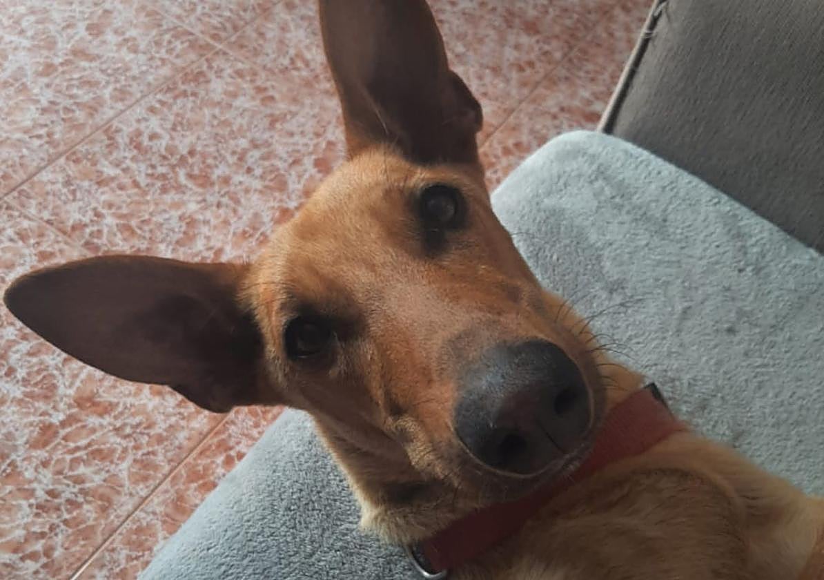 Pepito, el perro perdido en la provincia de Granada por el que ofrecen una recompensa.
