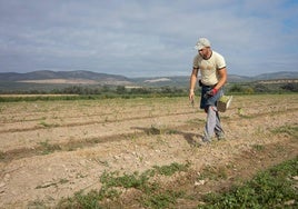 Un trabajador recoge espárrago de verdeo en Huétor Tájar.