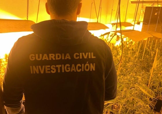 Incautadas casi 3.400 plantas de marihuana en cinco pueblos de Granada