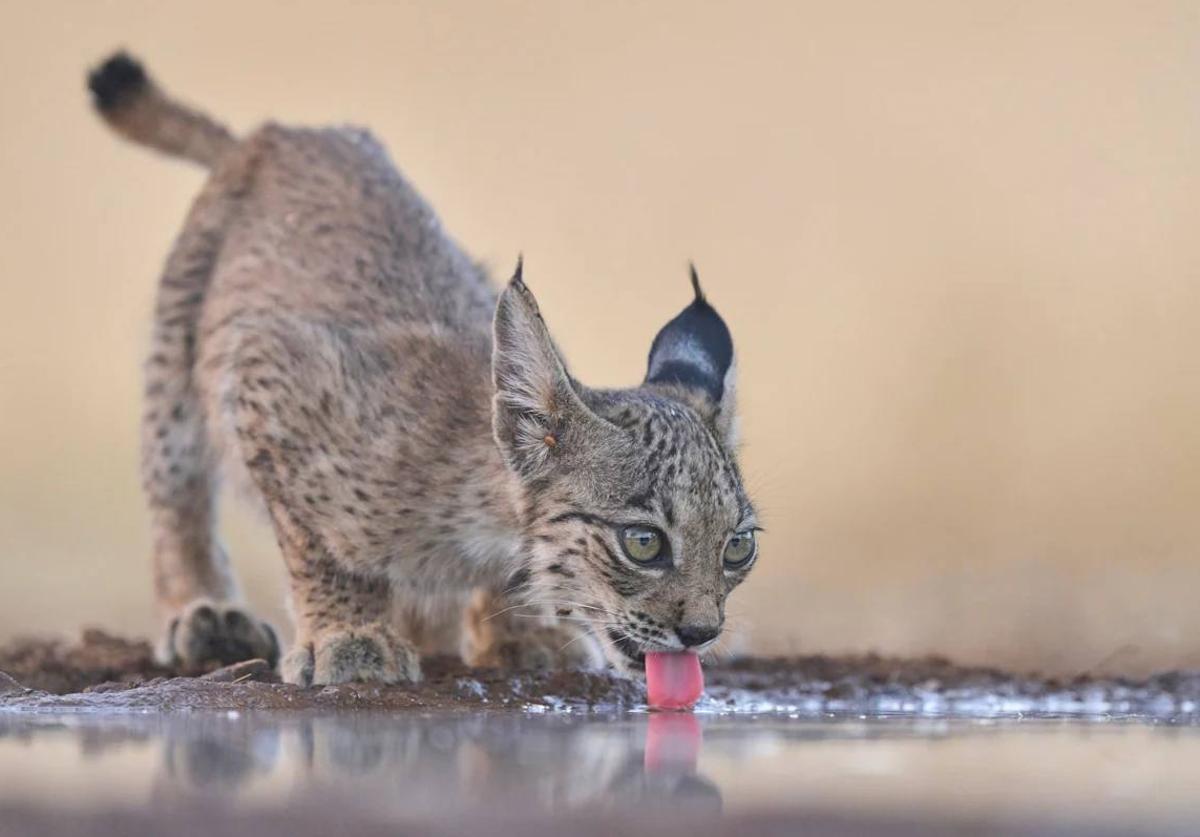 Una cría de lince ibérico bebe agua en una charca.