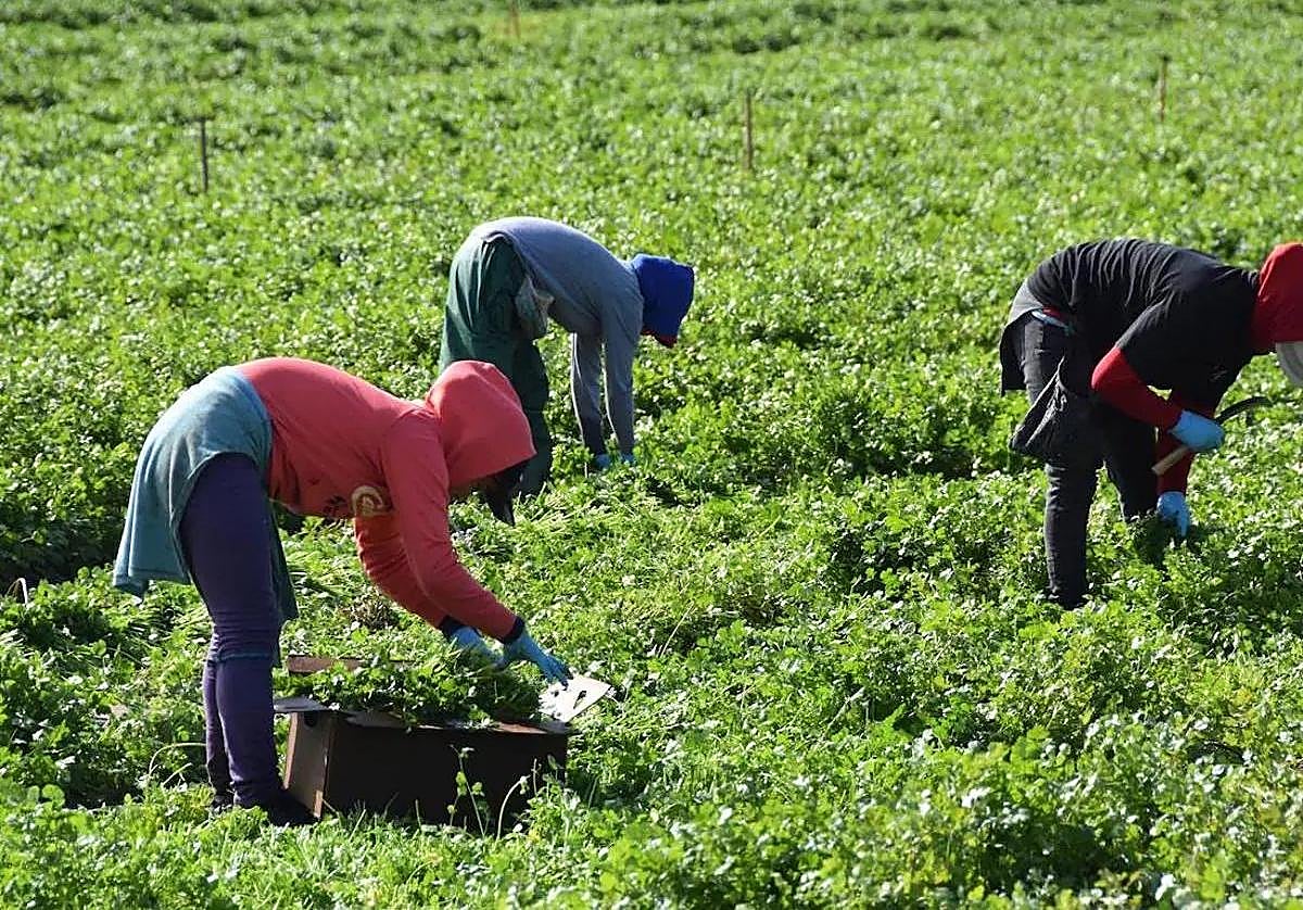 Mujeres en tareas de recolección en una explotación agraria