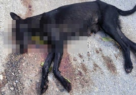 Animal aparecido muerto a tiros en Huéscar.