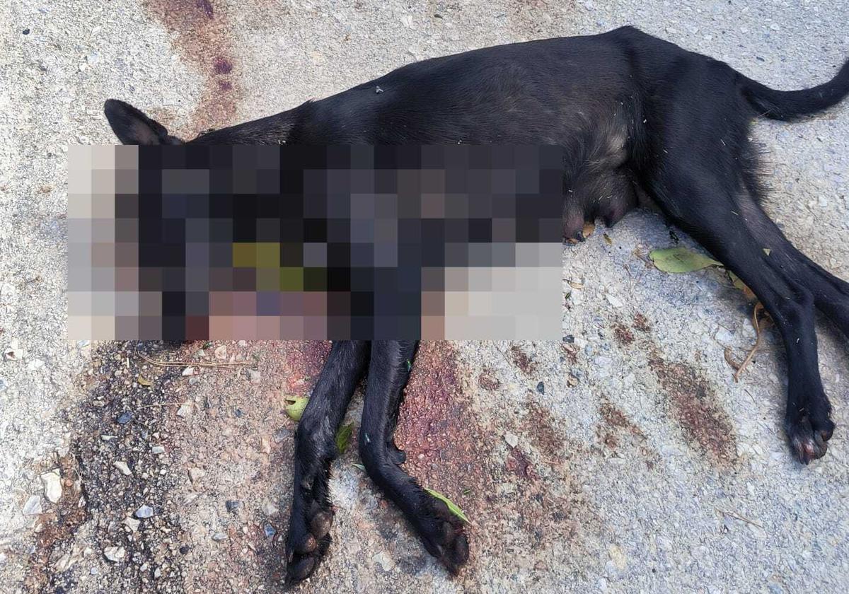 Animal aparecido muerto a tiros en Huéscar.