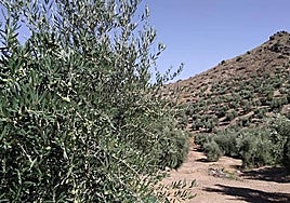 La categoría virgen extra, a mediados de septiembre, contaba con 7.866,89 euros por tonelada.