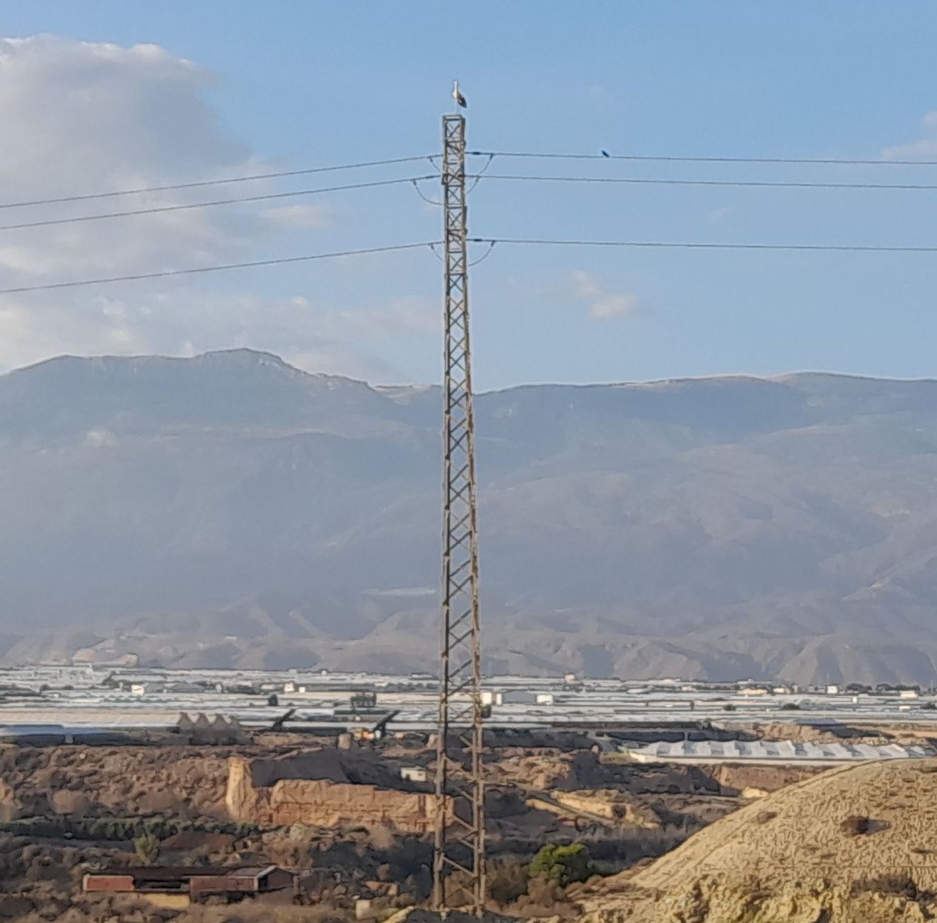 Imagen secundaria 2 - Alertan de la muerte por electrocución de decenas de cigüeñas en El Ejido