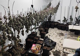 Plantación incautada en una vivienda de La Zubia.