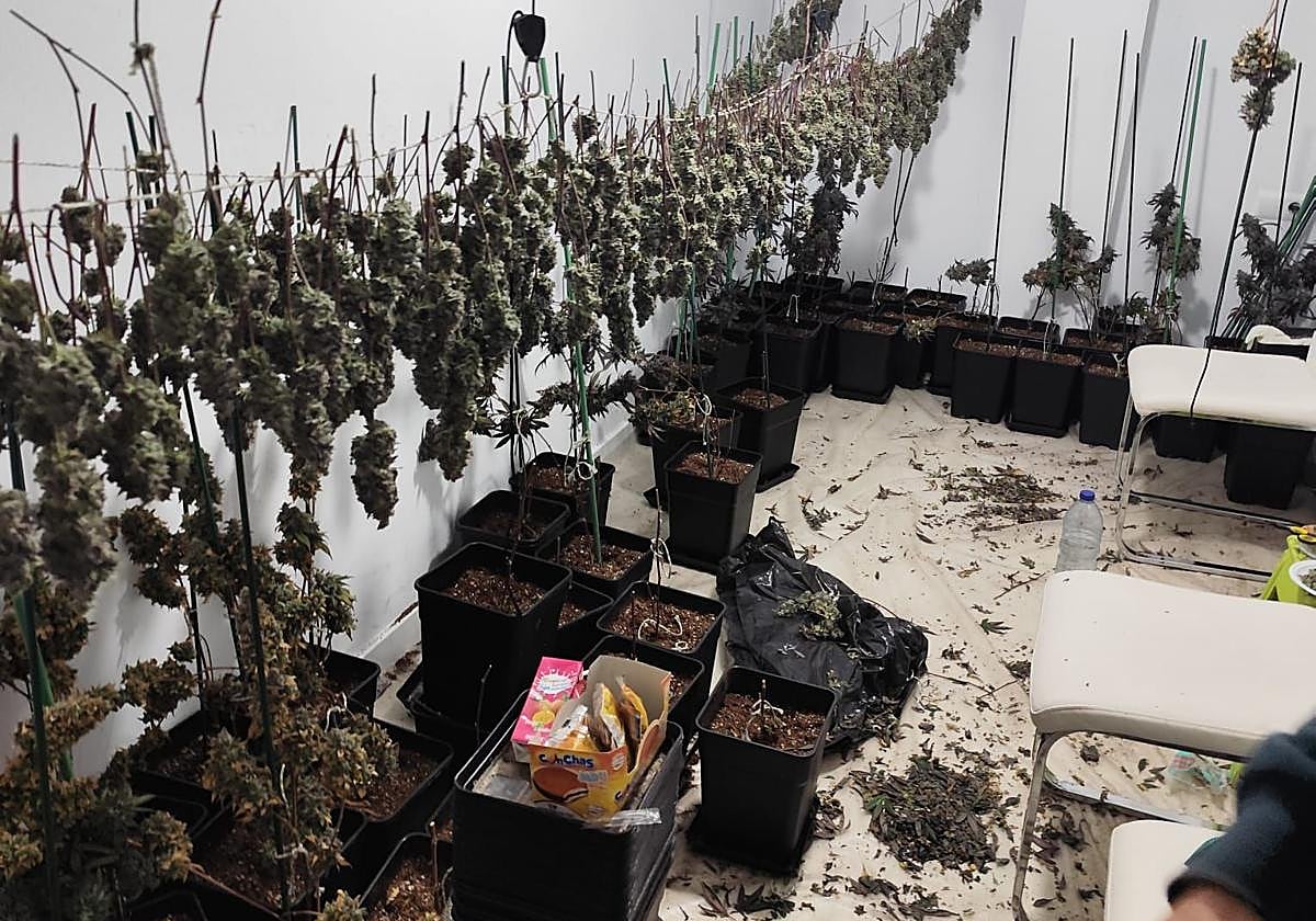 Plantación incautada en una vivienda de La Zubia.