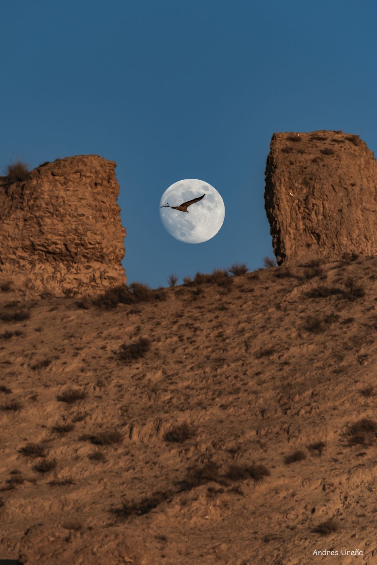 El buitre leonado haciendo diana sobre la luna llena en la loma del Salar de Orce.