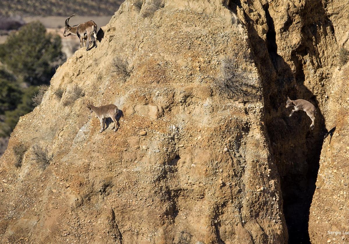 Familia de cabras montesas saltando entre los badlands de Purullena.